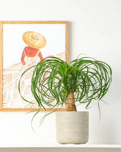 How To Grow & Care For A Beaucarnea!