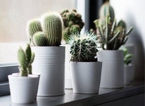 3 Benefits of Having Cacti in your Household