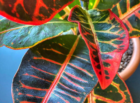 How to Care for your Codiaeum Iceton