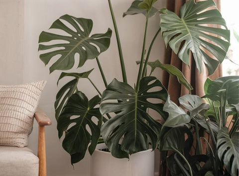 How to Care for your Monstera