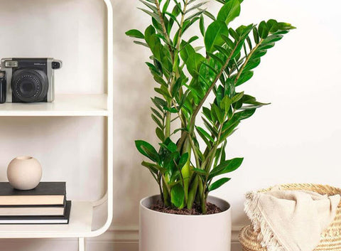 No time for plant care? ZZ is the plant for you!