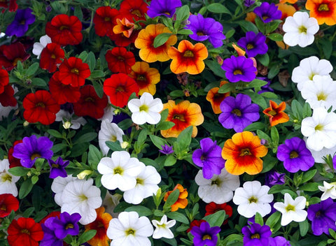 Calibrachoa Care 101: How to Grow Million Bells at Home