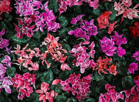 Cyclamen Care 101: Your Ultimate Guide