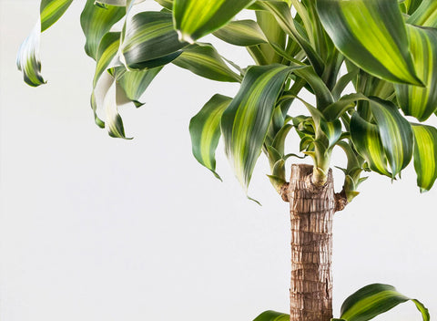 Keep Your Dracaena fragrans Thriving!