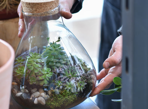 10 Essential Terrarium Care Tips!