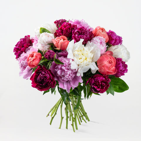 Pretty in Peony