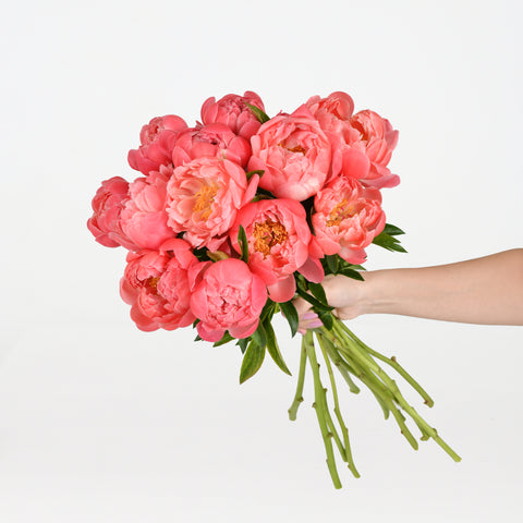 Fresh Blooms