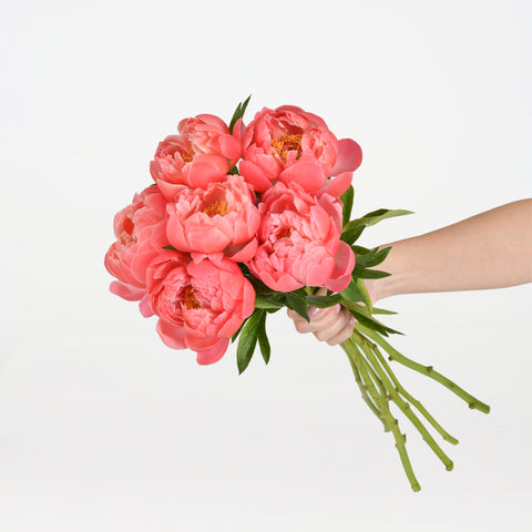 Deep Coral