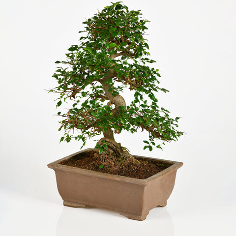 Bonsai Zelkova