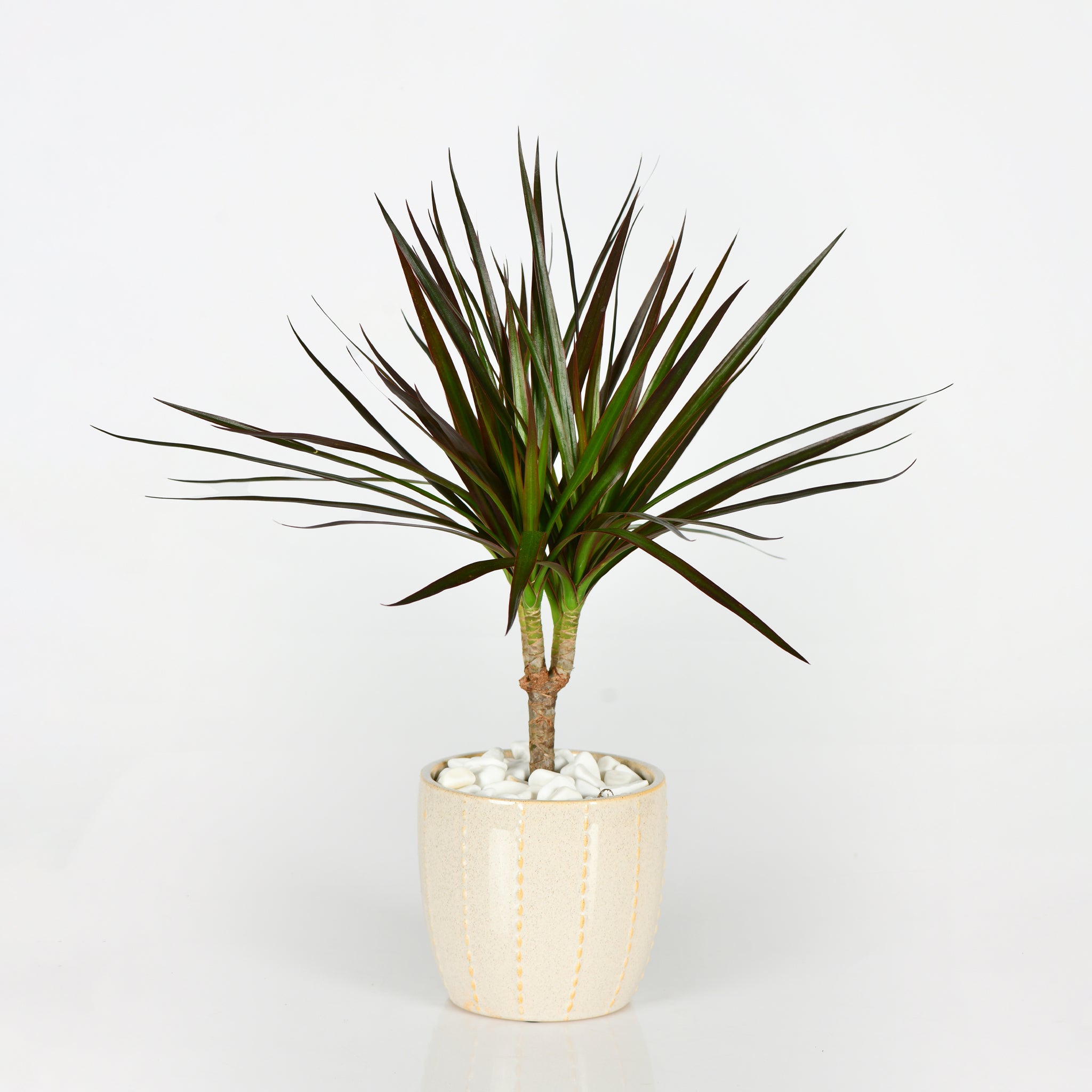 spiky indoor house plant Shop Spiky Plants