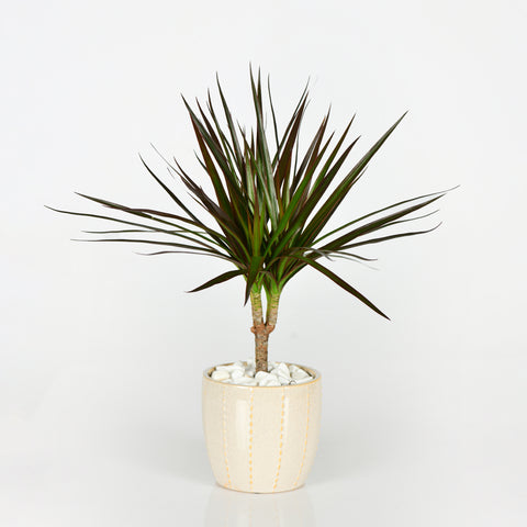 The Spiky Plant