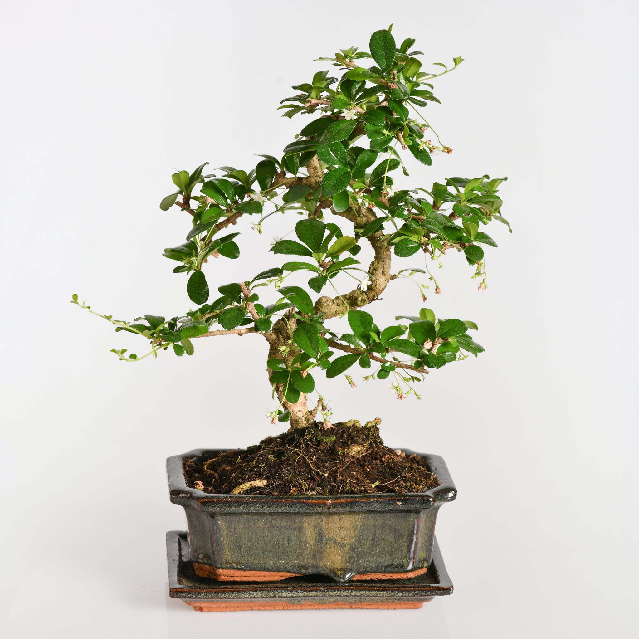 Bonsai Carmona