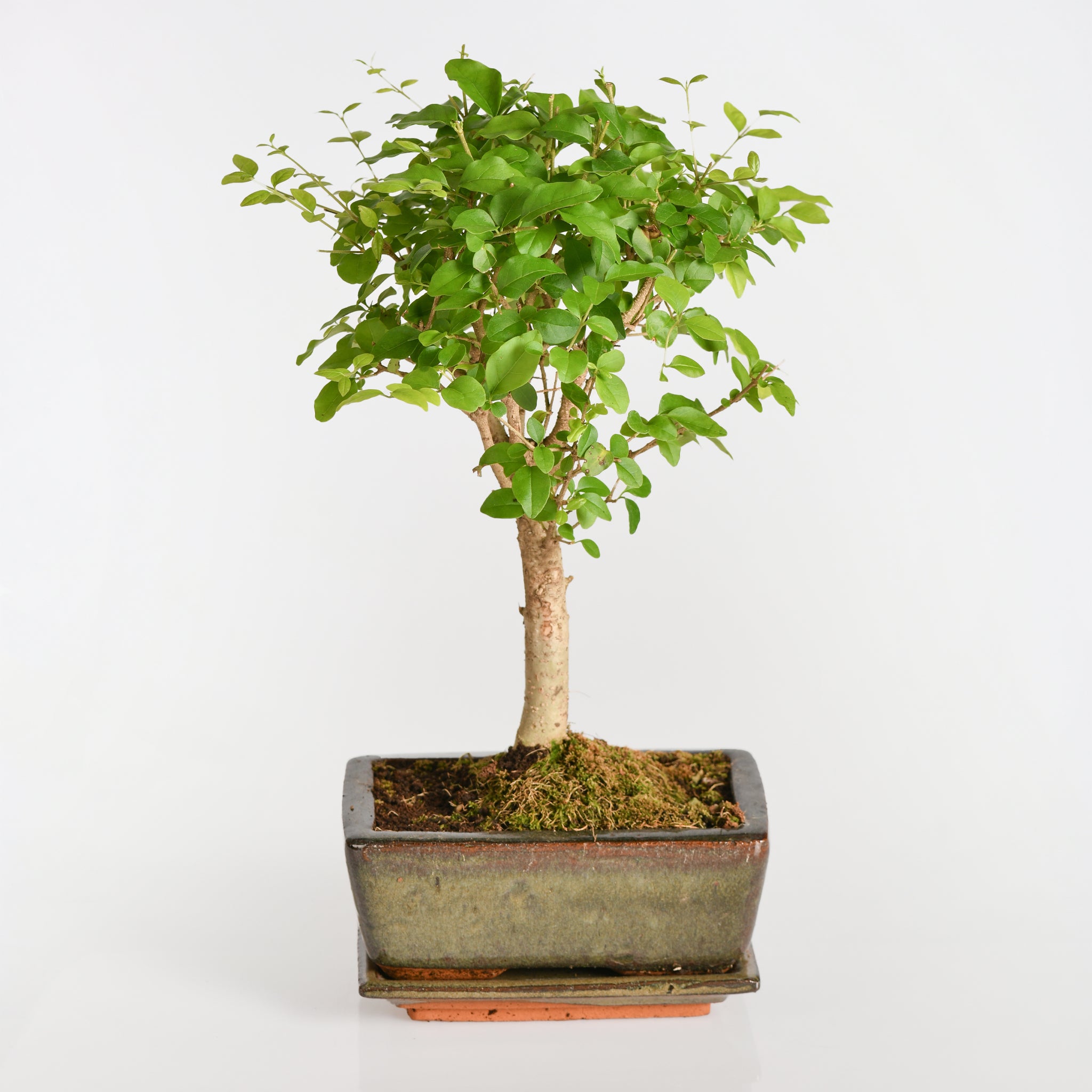 harmony bonsai tree Bonsai Harmony