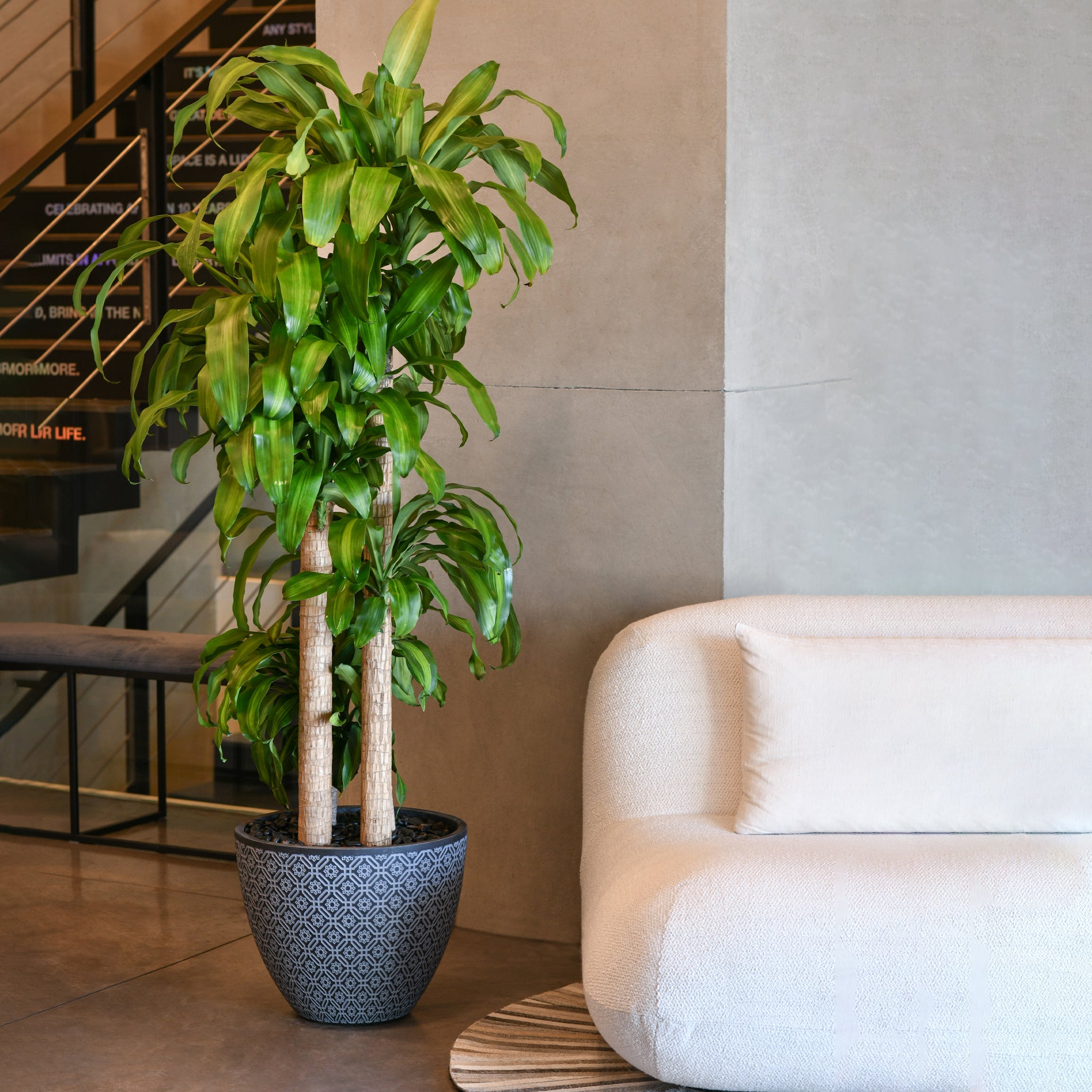 himalayan dracaena Dracaena Joy