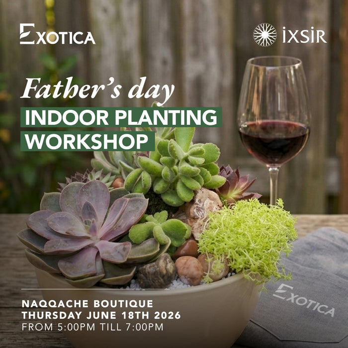 Father's Day - Indoor Planting Workshop