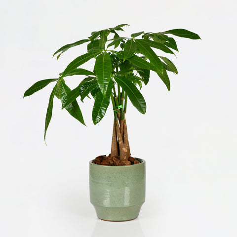 Money Plant