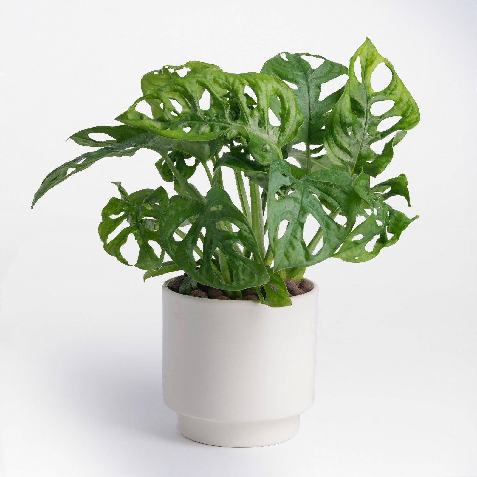 Compact Monstera – Exotica