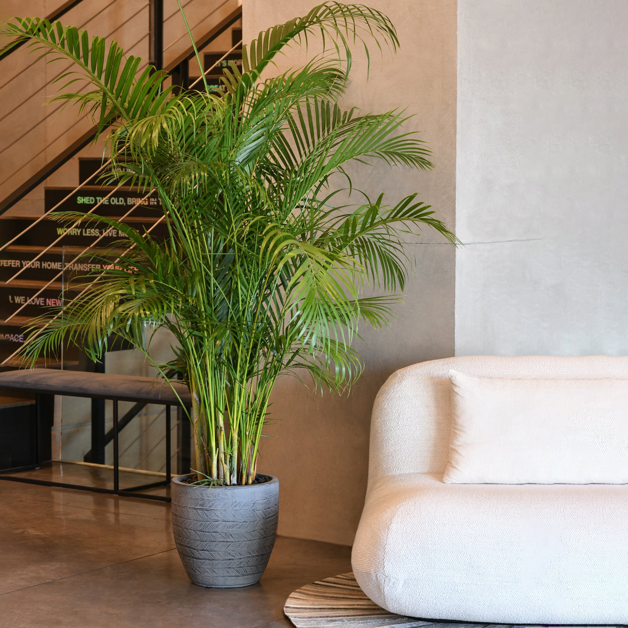 areca palm indoor air Areca Palm