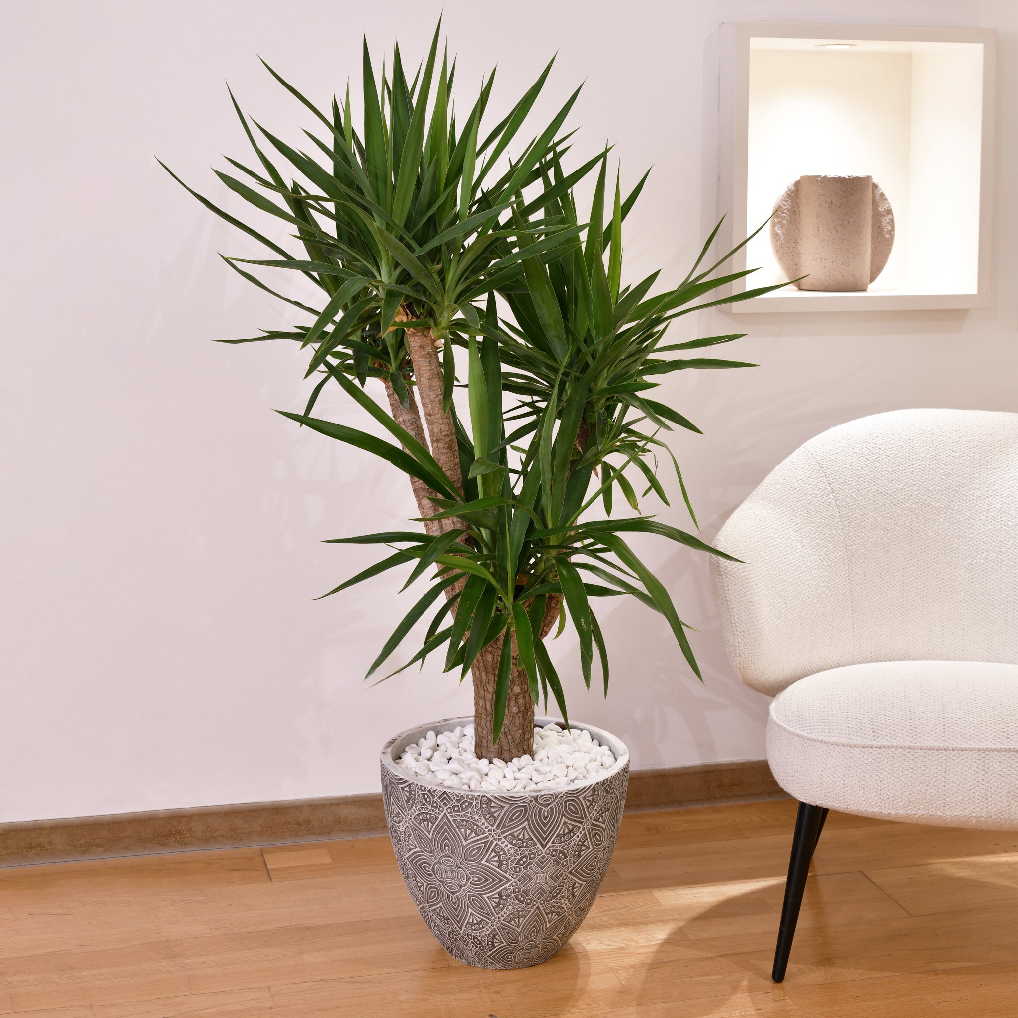 yucca plant air purifier Spineless Yucca