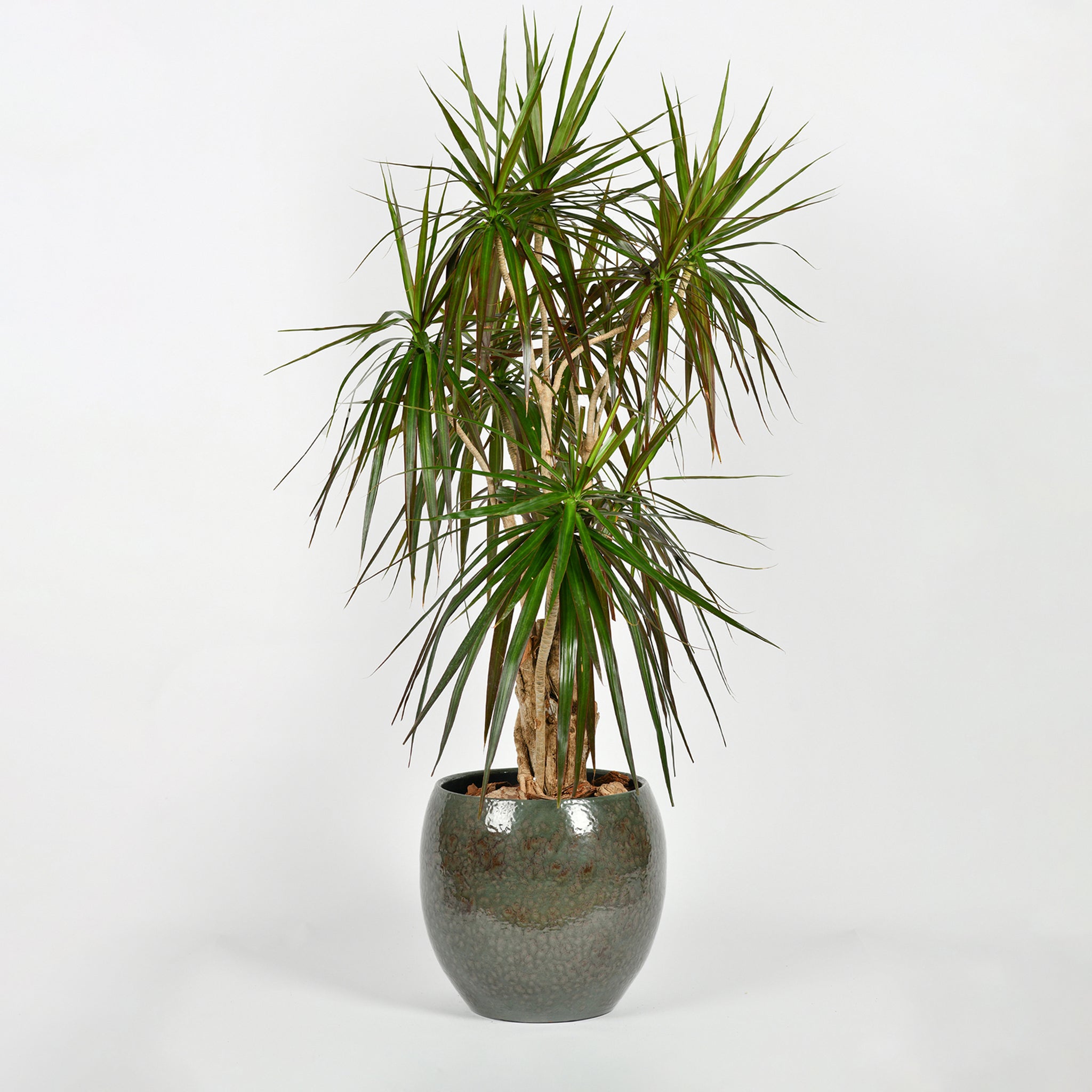 indoor plant dragon Dragon Tree – Exotica Online Inc