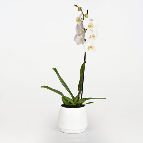 Majestic Orchid