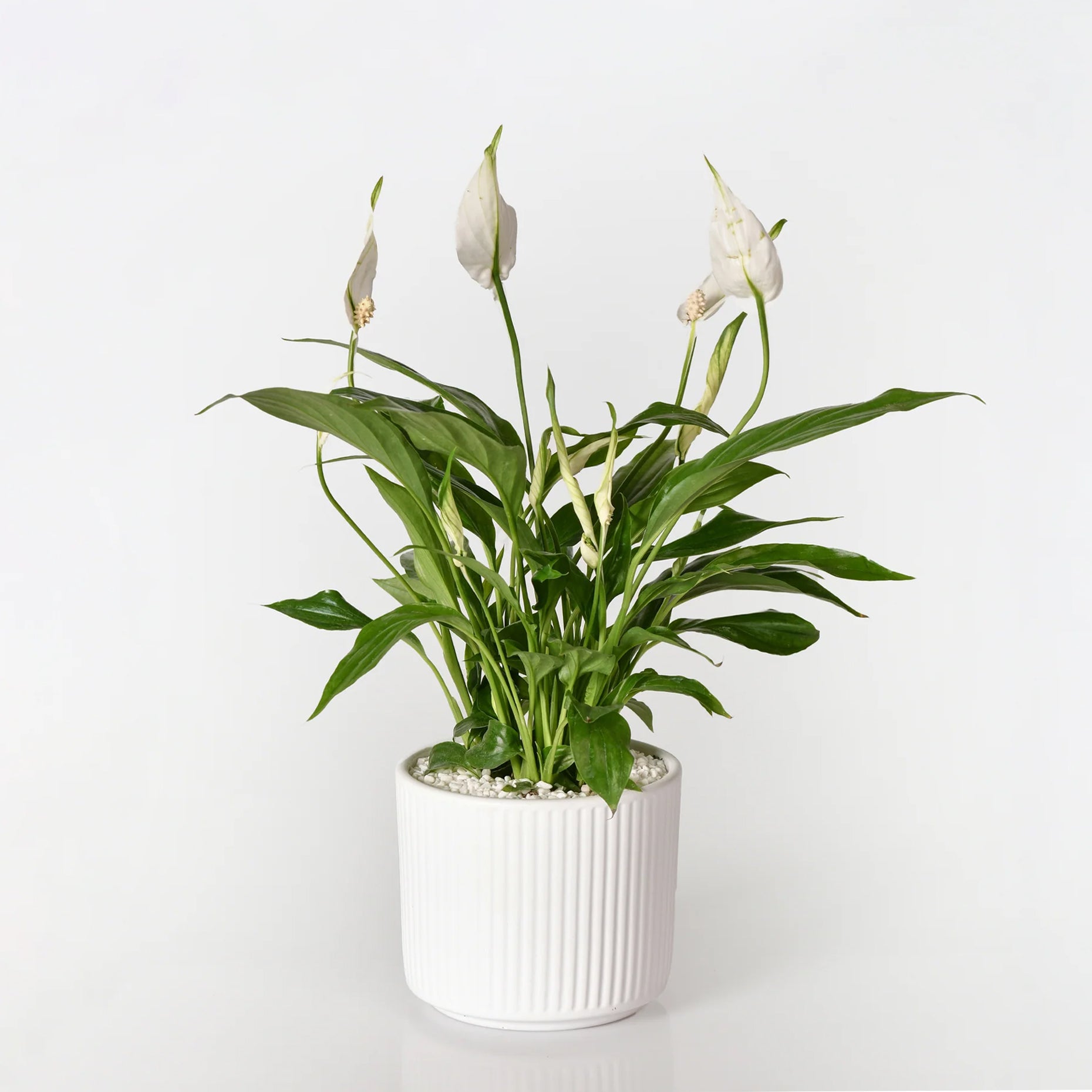 mini peace lily plant Mini Peace Lily