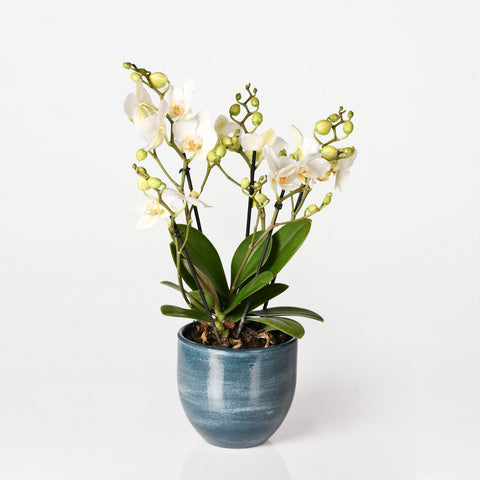 Phalaenopsis Boquetto