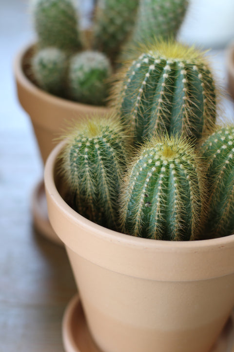 Succulents & Cacti