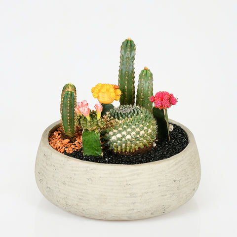 Desert Bloom
