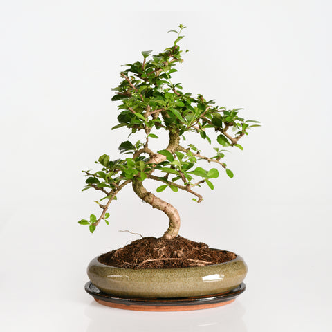 Zen Bonsai