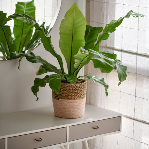 Best Indoor Plants for Every Room in Your Home