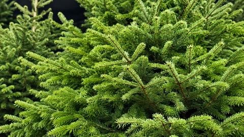 Real vs Artificial Christmas Tree in Lebanon: How to Choose