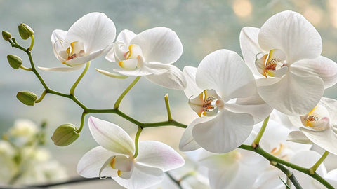 Orchid Decoration Ideas & Maintenance Guide