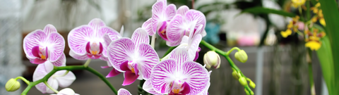 Orchid Decoration Ideas & Maintenance Guide