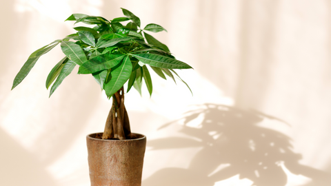 Why Everyone’s Talking About Money Trees