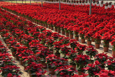 The Christmas Star Has Arrived! Your Guide to the Beloved Poinsettia