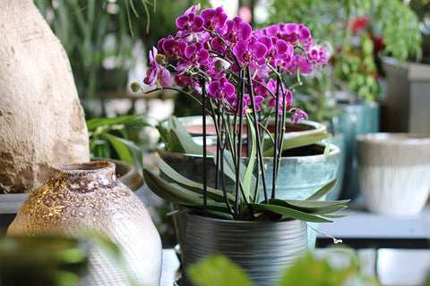 All About Popular Orchid Varieties and Their Meaning