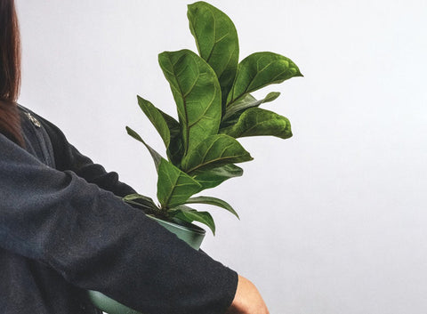 How to Care for Ficus Lyrata and Keep It Healthy Indoors