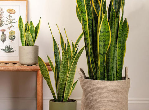 3 Magic Tips to Care for Your Sansevieria