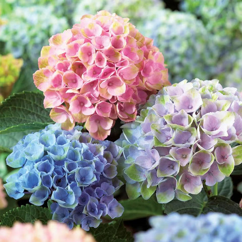 How to Care for Hydrangeas: Simple Tips to Keep Them Blooming