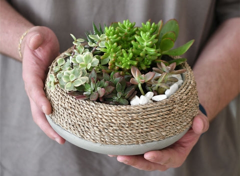 Top 5 Low-Maintenance Plants for Beginners!