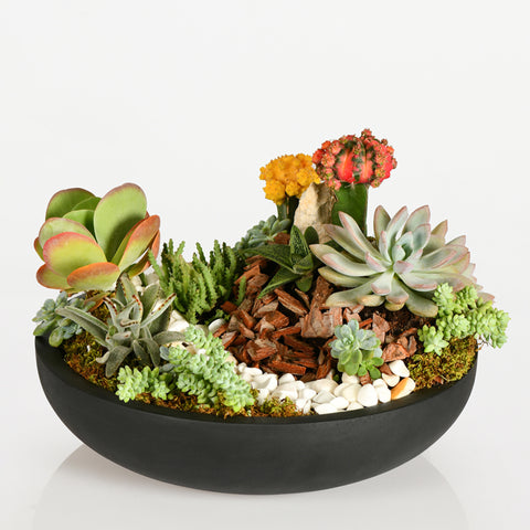 Succulents Bowl
