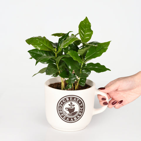 Coffea Arabica