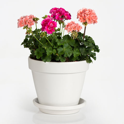 Geranium Harmony