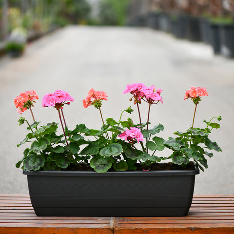 Geranium Zonal