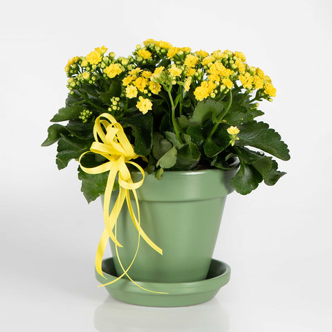 Kalanchoe Radiance