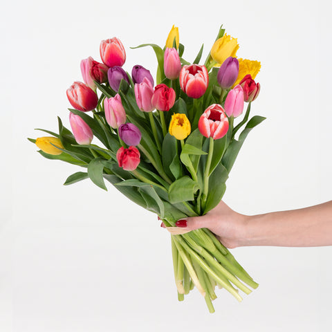 Tulips Blast
