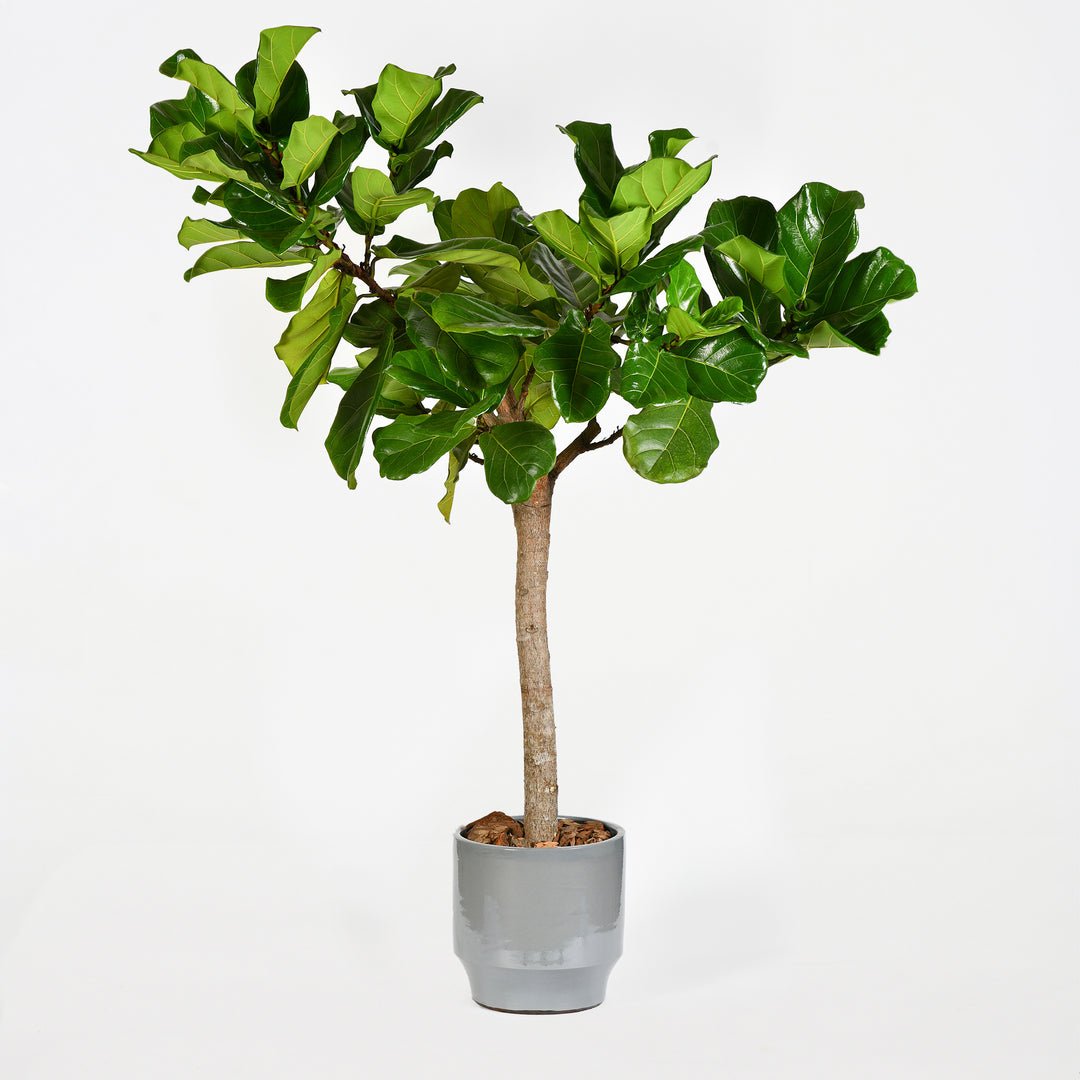 Exotica / Plants / Ficus Tree