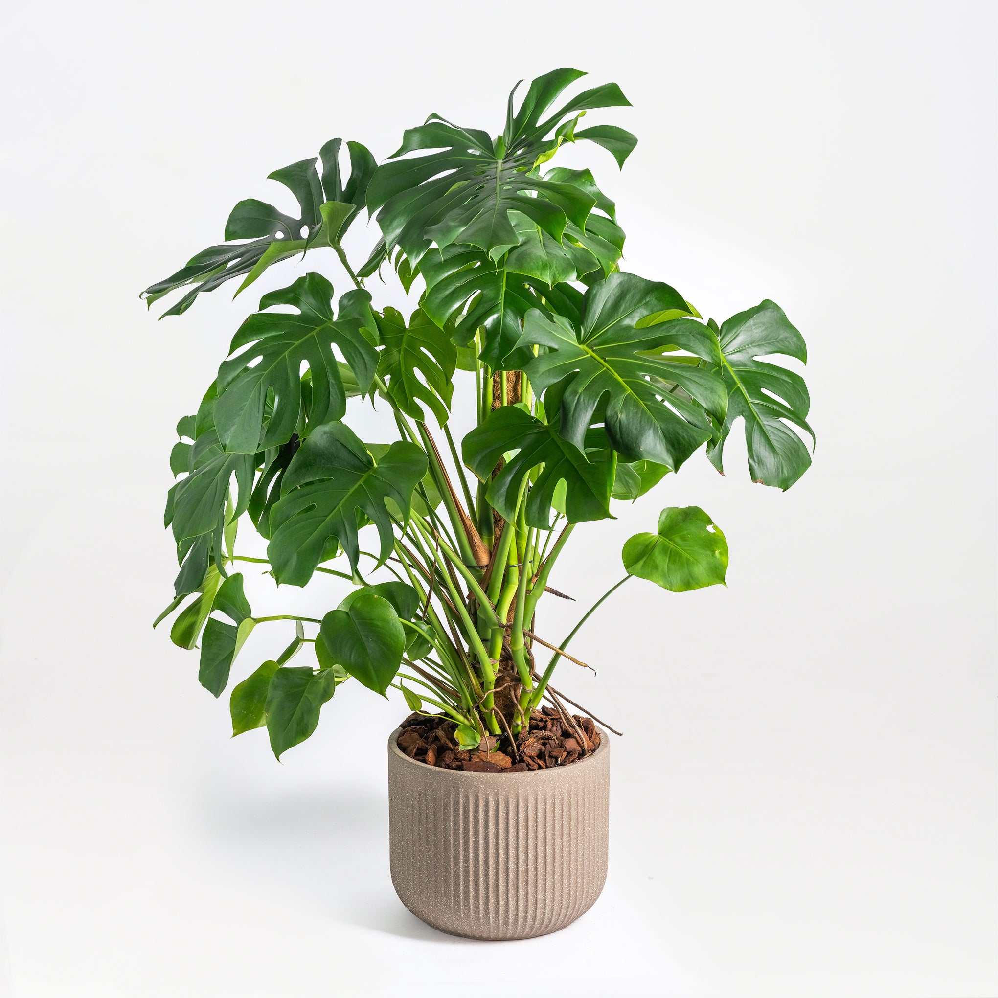 Monstera Plant – Exotica