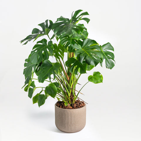 Monstera Plant